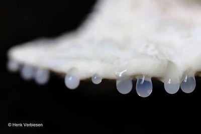 Postia stiptica - Bittere Kaaszwam 2.JPG