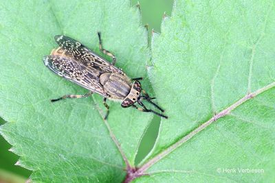 Tabanidae - Dazen