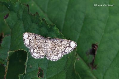 Stegania cararia - Zoomvlekspanner.JPG