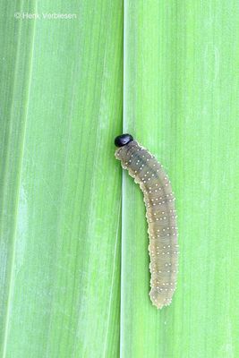 Rhadinoceraea micans - Irisbladwesp 5.JPG