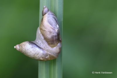 Succinea putris - Gewone Barnsteenslak 2.JPG