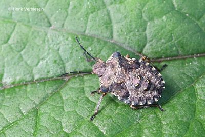 Pentatoma rufipes - Roodpootschildwants 3.JPG