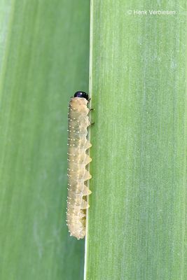 Rhadinoceraea micans - Irisbladwesp 6.JPG