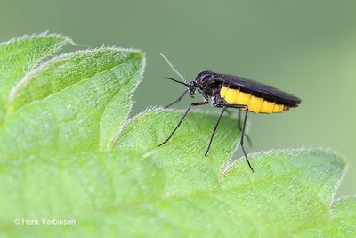 Sciaridae - Rouwmuggen