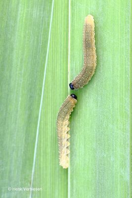 Rhadinoceraea micans - Irisbladwesp 3.JPG