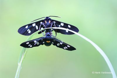 Amata phegea - Phegeavlinder 2.JPG