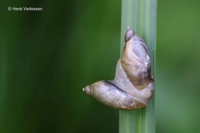 Succinea putris - Gewone Barnsteenslak 1.JPG