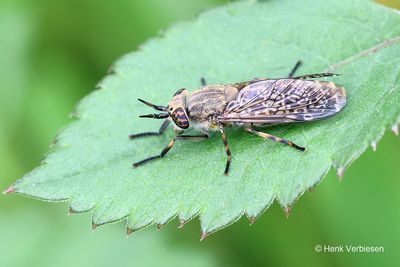 Tabanidae - Dazen
