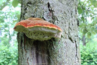 Inonotus hispidus - Ruige Weerschijnzwam 4.JPG