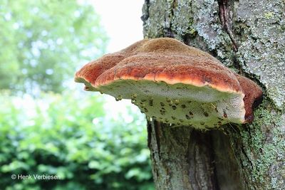 Inonotus hispidus - Ruige Weerschijnzwam 5.JPG