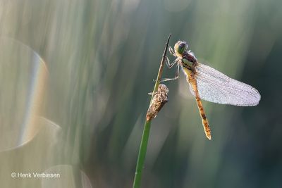 Sympetrum striolatum - Bruinrode Heidelibel 14.JPG
