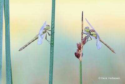 Sympetrum vulgatum - Steenrode Heidelibel 1.JPG