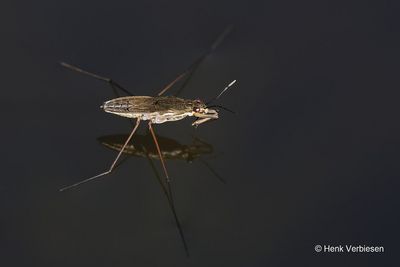 Gerridae - Schaatsenrijders