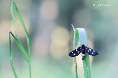 Amata phegea - Phegeavlinder 5.JPG