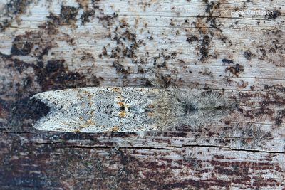 Dicallomera fascelina - Grauwe Borstel.JPG