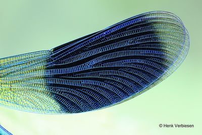 Calopterygidae - Beekjuffers