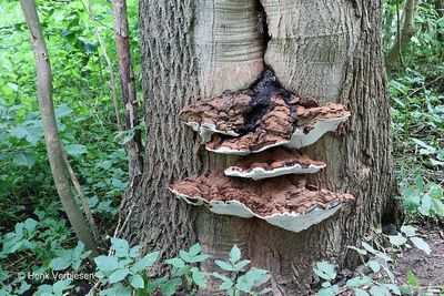 Ganoderma adspersum - Dikrandtonderzwam 10.JPG
