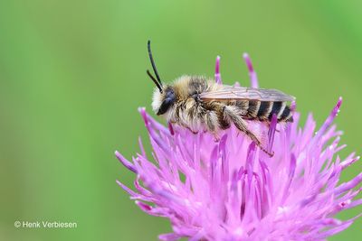 Melittidae