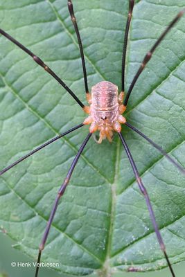 Phalangiidae - Echte Hooiwagens