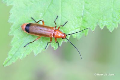 Rhagonycha fulva - Kleine Rode Weekschild 2.JPG