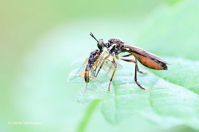 Asilidae - Roofvliegen