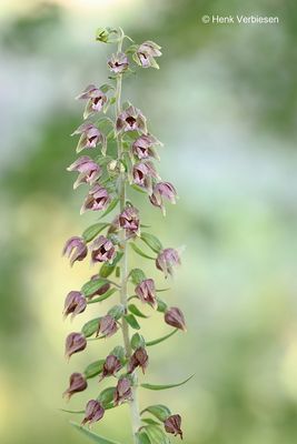 Epipactis helleborine - Brede Wespenorchis 1.JPG