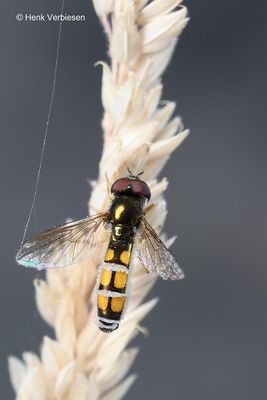 Entomophthora syrphi 2.JPG