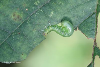Hemichroa australis 2.JPG