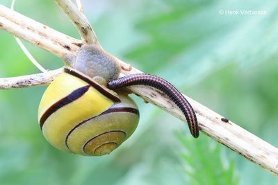Ommatoiulus sabulosus - Grote Tweestreep 1.JPG