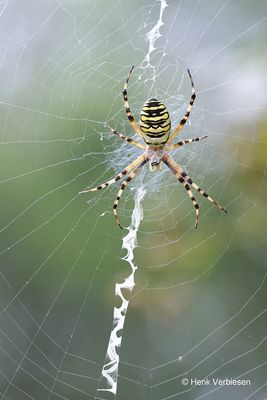 Argiope bruennichi - Wespspin 8.JPG