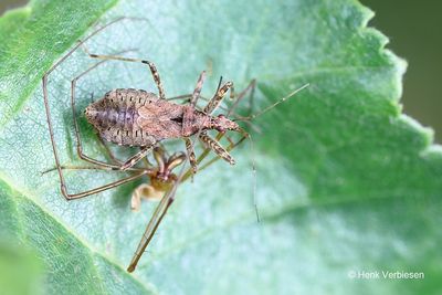 Himacerus apterus - Boomsikkelwants 6.JPG
