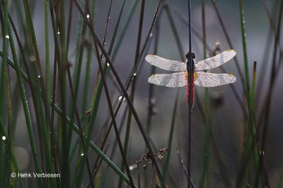 Crocothemis erythraea - Vuurlibel 2.JPG