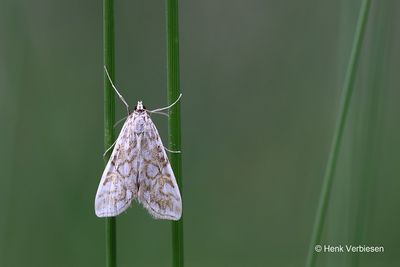 Crambidae - Grasmotten