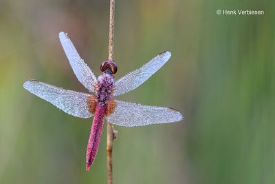 Crocothemis erythraea - Vuurlibel 4.JPG