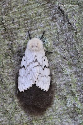Lymantria dispar - Plakker 2.JPG