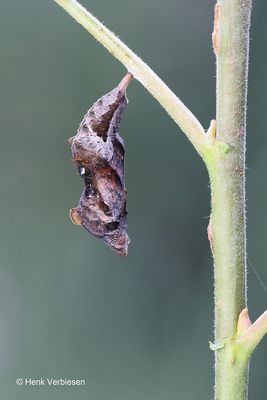 Polygonia c-album - Gehakkelde Aurelia 2.JPG