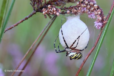 Spiders - Harvestmen - Mites - Ticks