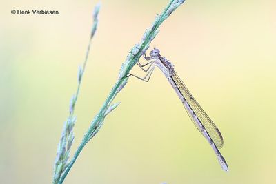 Sympecma fusca - Bruine Winterjuffer 1.JPG