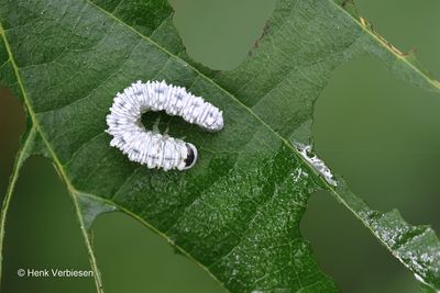 Eriocampa ovata.JPG