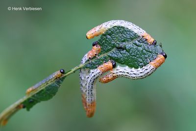Nematus miliaris - Weidebladwesp 2.JPG