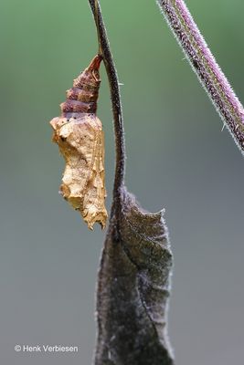 Aglais urticae - Kleine Vos.JPG