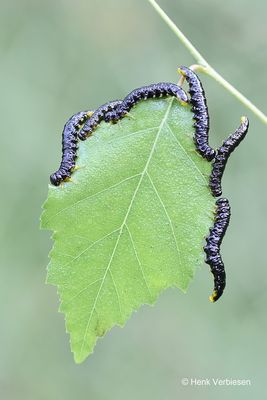 Craesus latipes 1.JPG