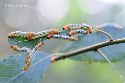 Nematus miliaris - Weidebladwesp 1.JPG
