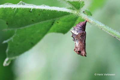 Polygonia c-album - Gehakkelde Aurelia 1.JPG