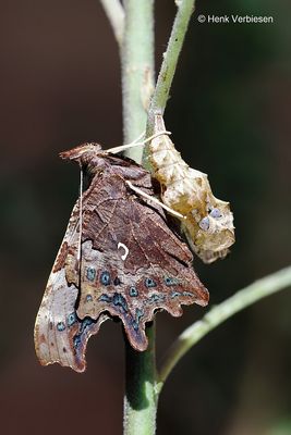 Polygonia c-album - Gehakkelde Aurelia 3.JPG