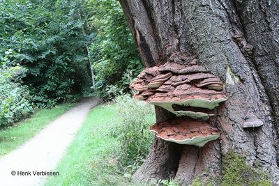 Ganoderma adspersum - Dikrandtonderzwam 9.JPG