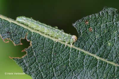 Arge ustulata 1.JPG
