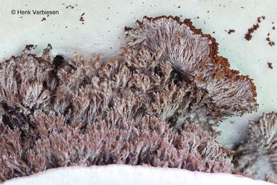 Sporophagomyces chrysostomus - Tonderzwameter 7.JPG
