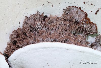 Sporophagomyces chrysostomus - Tonderzwameter 6.JPG