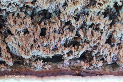 Sporophagomyces chrysostomus - Tonderzwameter 8.JPG
